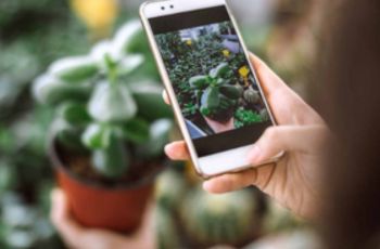 identifier les plantes et les soins nécessaires